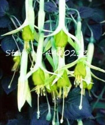 JMS Japanese Fuchsia, Green