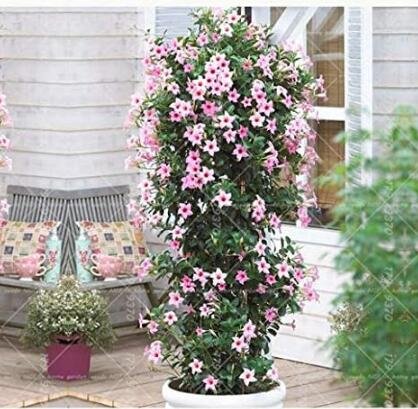 JMS Climbing Mandevilla Sanderi, Light Pink