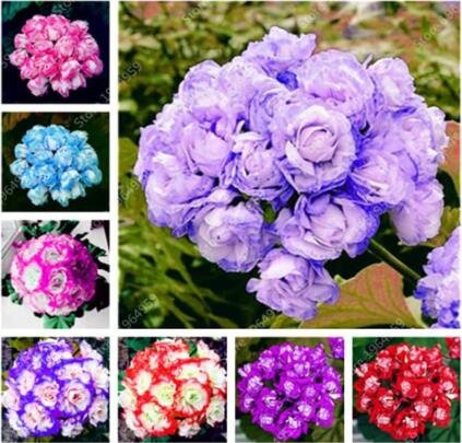JMS Geranium Seeds, Mixed