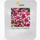 JMS Heirloom Hardy Berry Chiffon Coreopsis Flower Seeds, Professional Pack, 20 Seeds / Pack, Perenni