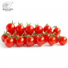 JMS  'Renrong' Bright Red Cherry Tomato Bonsai 'Seeds' 20Pcs+ Heirloom Sweet Round Tasty Small Organ