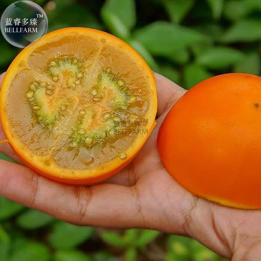 JMS  Orange Naranjilla Solanum Quitoense Fruit Seeds, Professional Pack, 100 Seeds / Pack, Edible E3
