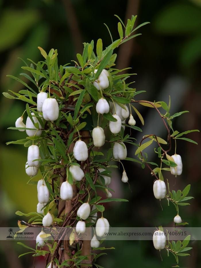 JMS Rare White Apple-Berry Vine Organic Seeds, Professional Pack, 10 Seeds / Pack, Billardiera Longi