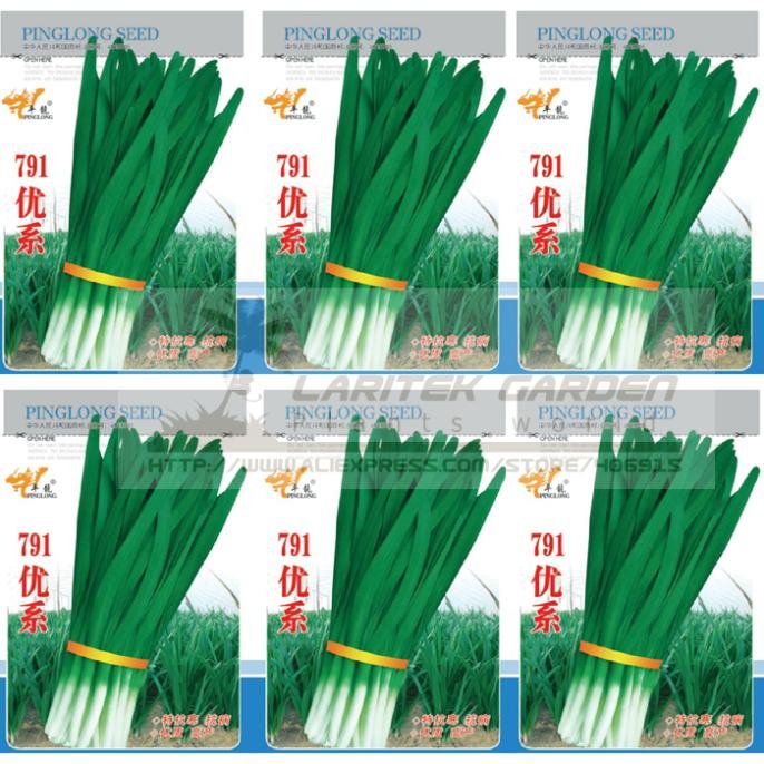 JMS 5 Original Packs, 15G / Pack, 791 Series Chinese Chives Seeds, Organic Green Allium Tuberosum Se