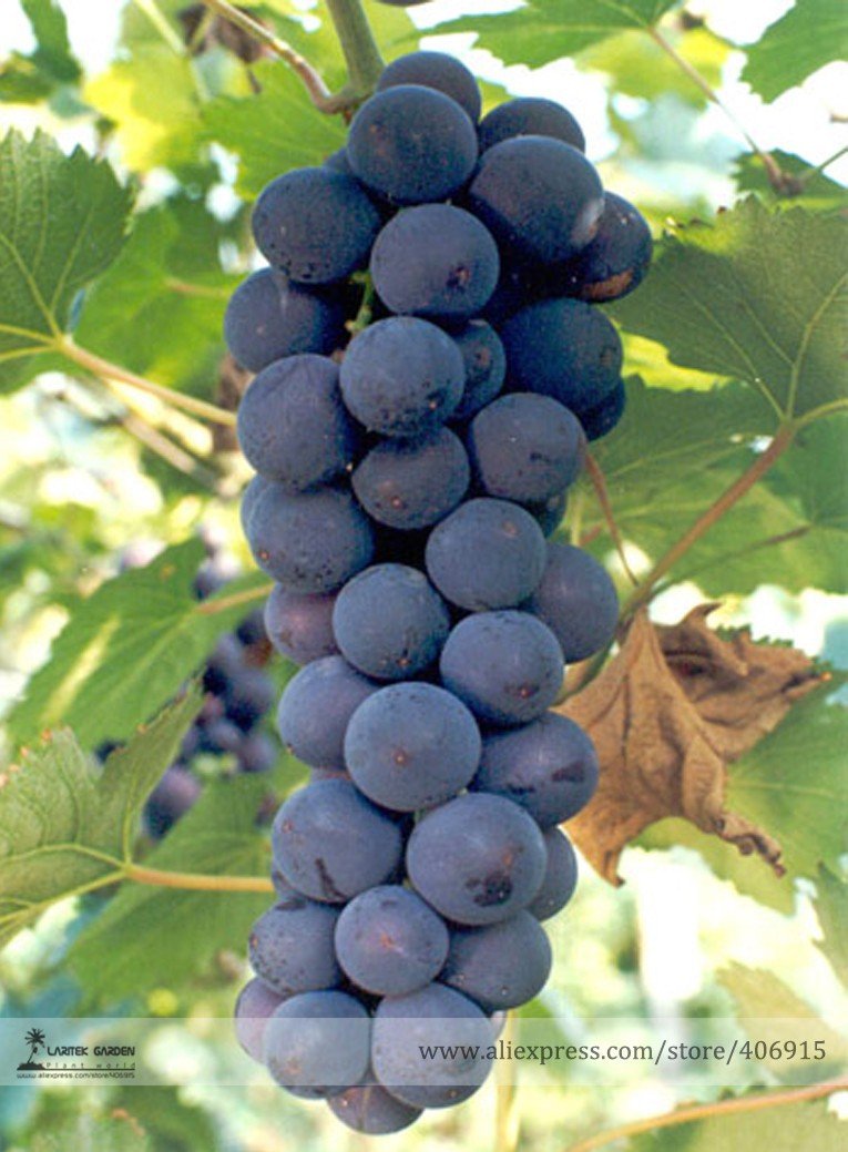 JMS Rare Black Orin Organic Sweet Grape Fruit Seeds, Professional Pack, 15 Seeds / Pack, Tasty Fragr