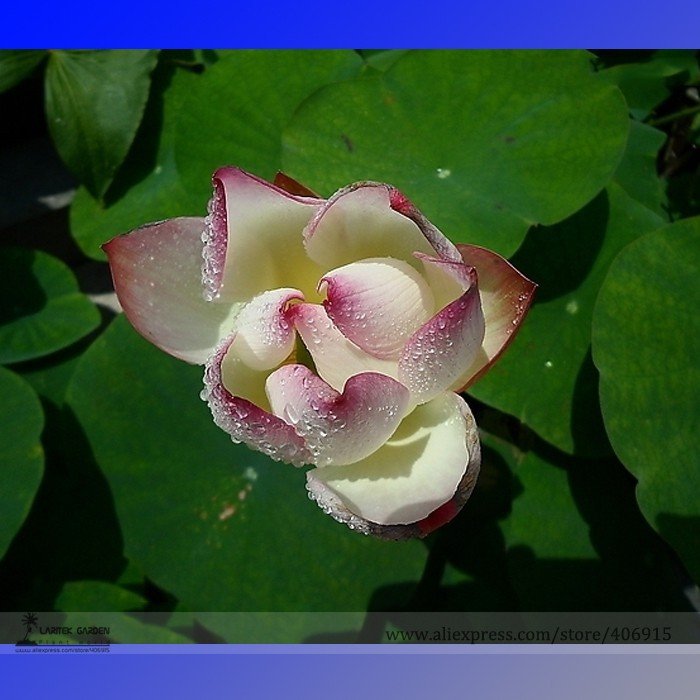 JMS New White Purple Nelumbo Nucifera Lotus Flower Seeds, Professional Pack, 1 Seed / Pack, 100% Tru