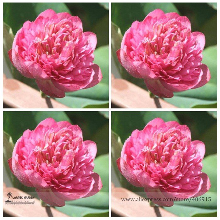 JMS Rare Heirloom Pink Multi-Pedaled Nelumbo Nucifera Pond Lotus Flower Seeds, Professional Pack, 1 