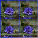 JMS Rare Heirloom Blue Water Lily Flower Seeds, Professional Pack, 1 Seed / Pack, Beautiful Water Ny