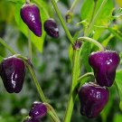 JMS Rare Black Scorpion Tongue Chili Pepper Organic Seeds, Professional Pack, 50 Seeds / Pack, Edibl