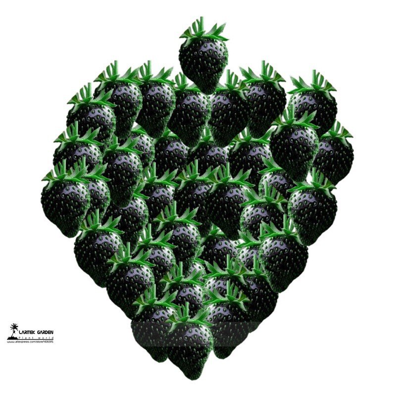 JMS Rare Heirloom Super Black Strawberry Organic Seeds, Professional Pack, 100 Seeds / Pack, Great T