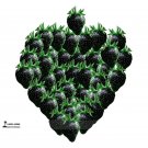 JMS Rare Heirloom Super Black Strawberry Organic Seeds, Professional Pack, 100 Seeds / Pack, Great T