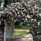 JMS New Dawn White Pink Climbing Rose Plant Flower Seeds, Professional Pack, 50 Seeds / Pack, Light 