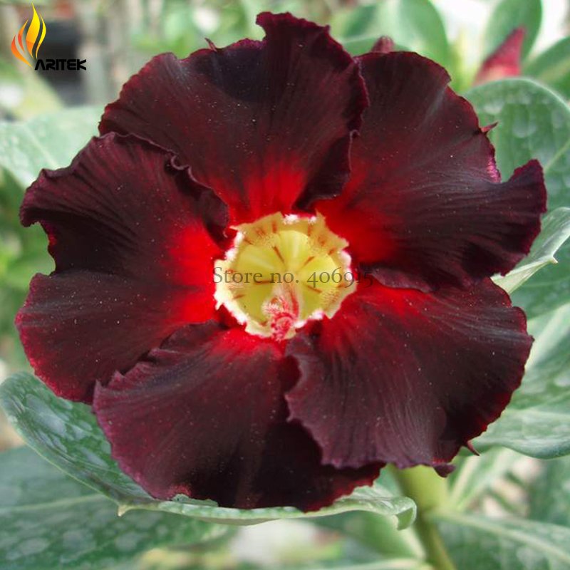 JMS Imported 'Fire Lady' Black Red Desert Rose Adenium, 2 Seeds, Rare Bonsai Flowers E3536