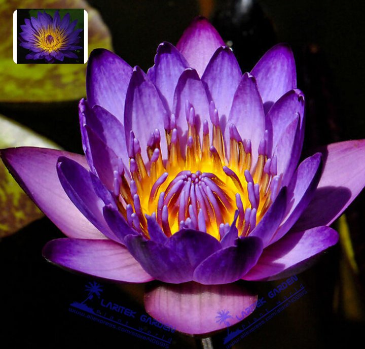 JMS 5 Professional Packs, 1 Seeds/Pack, Purple Nymphaea Caerulea Asian Water Lily Pad Flower Pond Se