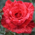 JMS 1 Professional Pack, 50 Seeds / Pack, New Red Rose With Light Pink Strip Chinese Rose Shrub Flow