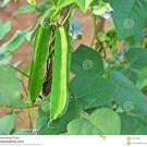 JMS Winged Bean Seeds, Original Pack, 3 Seeds / Pack, Chinese Asparagus Pea Vegetables #C122