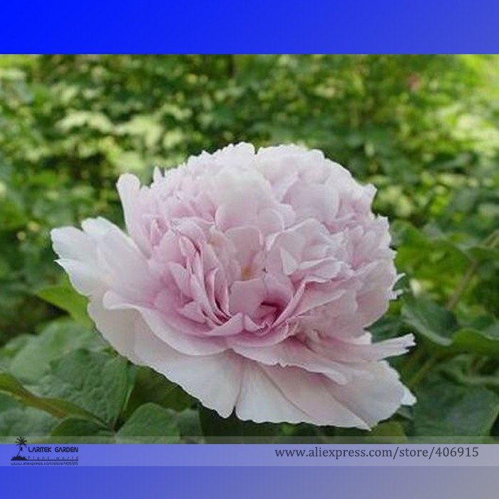 JMS Heirloom 'Jin Gu Chun Qing' Multi-Petalled Pink Peony Flower Seeds, Professional Pack, 5 Seeds /