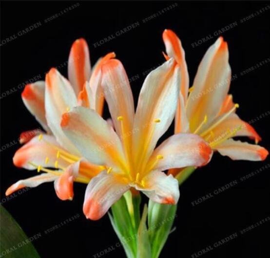 JMS Gorgeous Clivia, White Orange