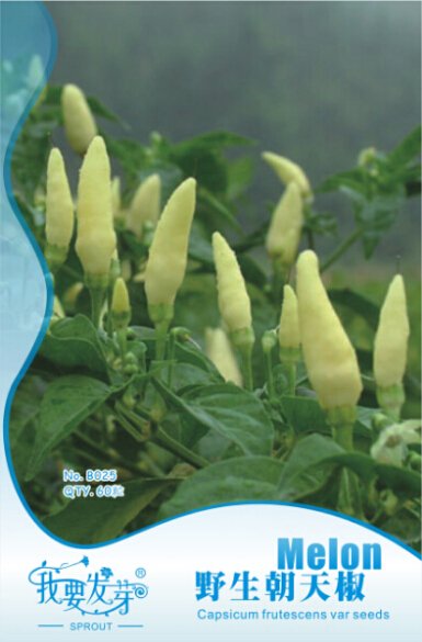 JMS Heirloom Wild White Hot Tabasco Chili Pepper Organic Seeds, Original Pack, 60 Seeds / Pack, Edib