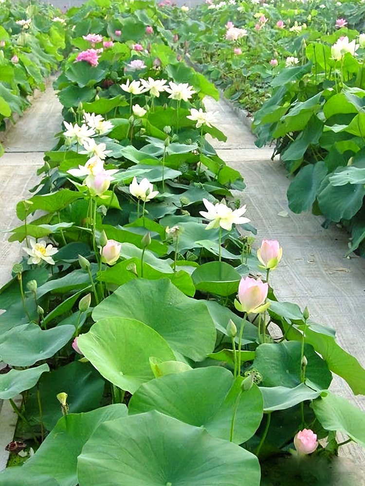 JMS Bowl Lotus, Bonsai Series