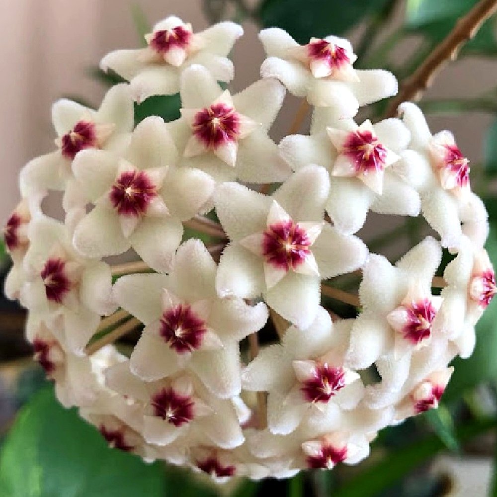 JMS Hoya Potted Flower Plant Seeds
