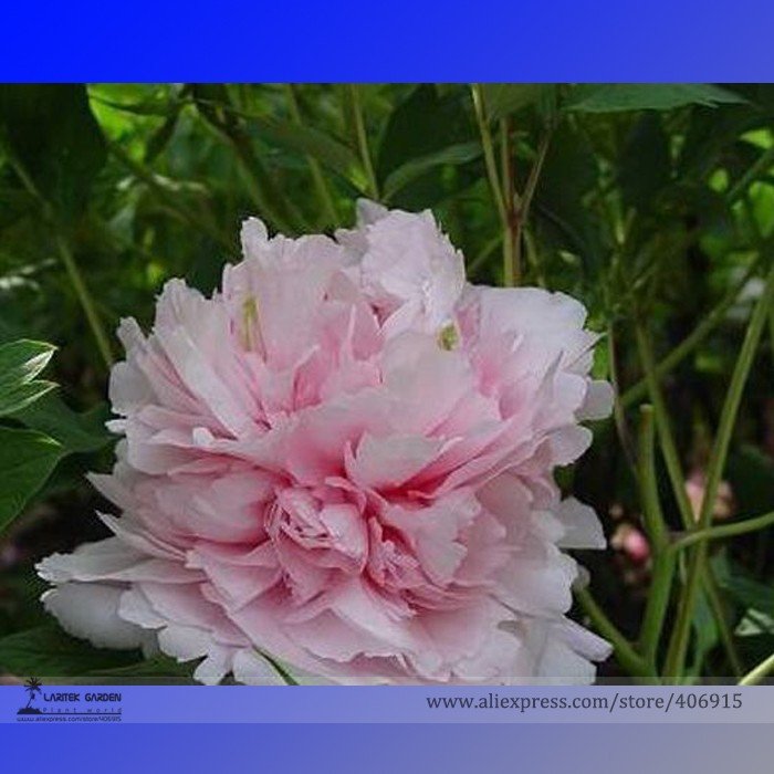 JMS Heirloom 'Wan Shi Sheng Se' Pink Multi-Petalled Peony Tree Perennial Flower Seeds, Professional 
