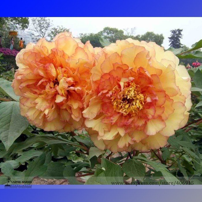 JMS Heirloom 'Huang Jin Cui' Golden Red Peony Plant Seeds, Professional Pack, 5 Seeds / Pack, Light 
