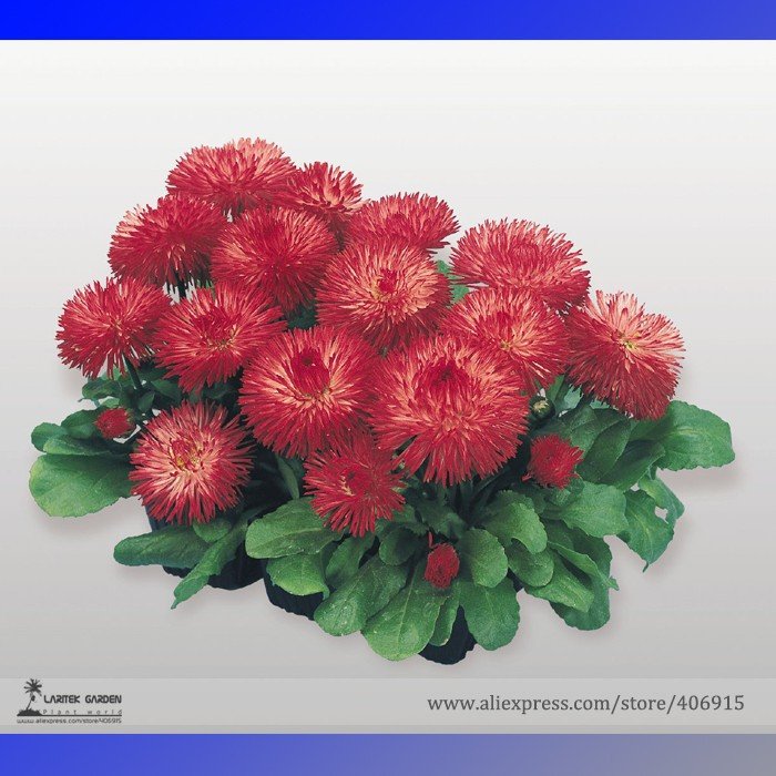 JMS Heirloom Dark Red Daisy Bellis Perennis Flower Seeds, Professional Pack, 30 Seeds / Pack, Very B