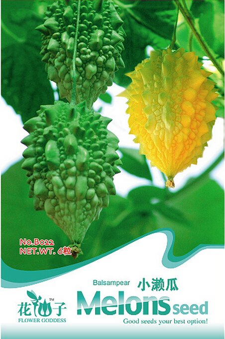 JMS Bitter Melon Balsam Pear Fruit Seeds, Original Pack, 6 Seeds / Pack, Bitter Gourd  Vegetables B0