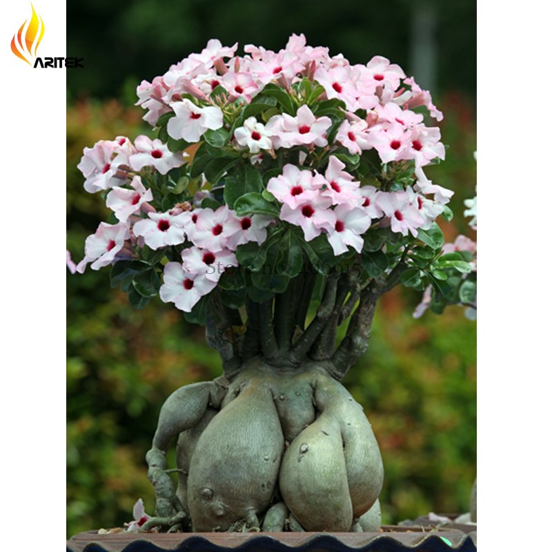 JMS Heirloom Pink Desert Rose Adenium With Yellow Eye, 2 Seeds, Rare Bonsai Flowers E3534