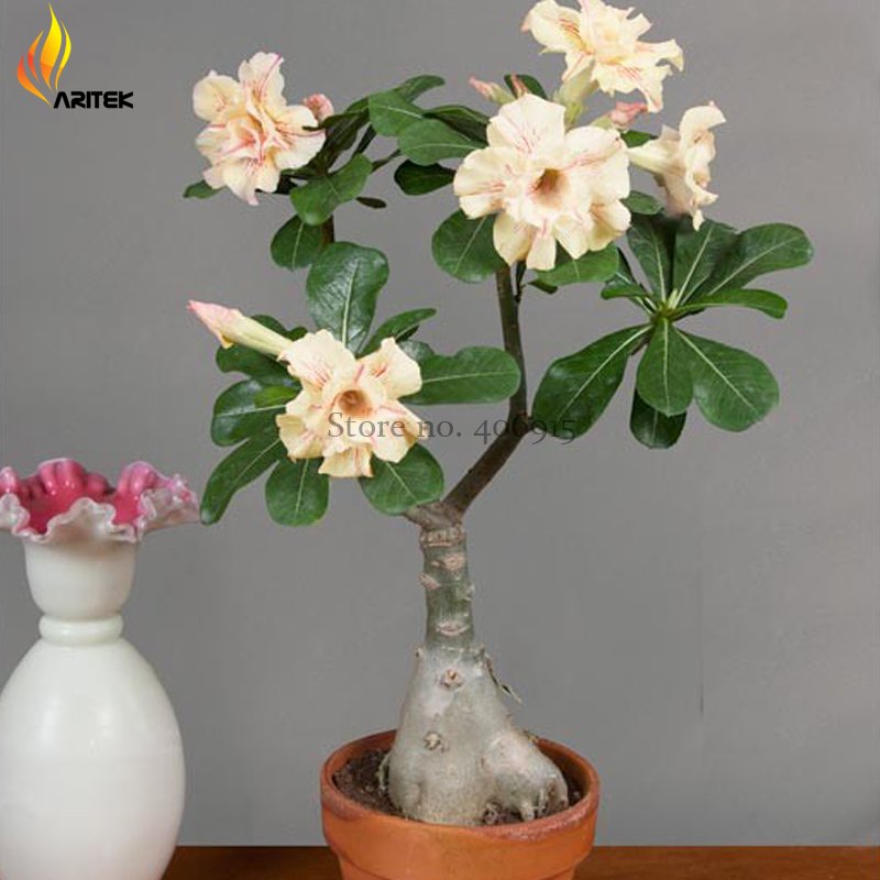JMS Heirloom 'Ge Linhua' Desert Rose Yellow Adenium Bonsai, 2 Seeds, Rare Bonsai Flowers E3533