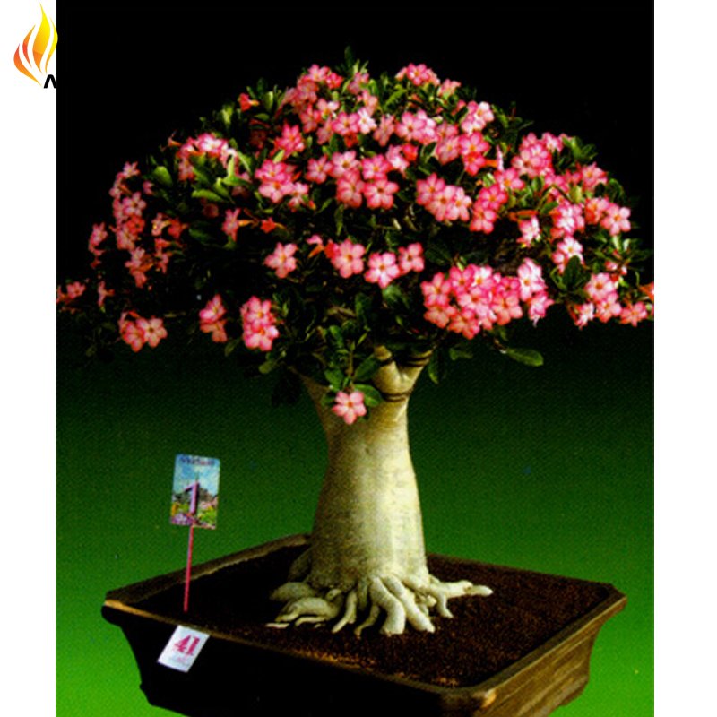 JMS Heirloom Pink Desert Rose Adenium, 2 Seeds, Rare Bonsai Flowers E3535