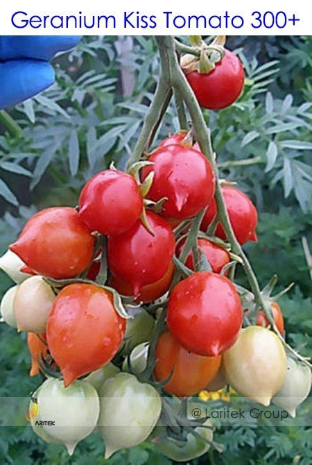 JMS Rare Geranium Kiss Tomato Seeds, Professional Pack, 300 Seeds / Pack, Heirloom Organic Tomato #L