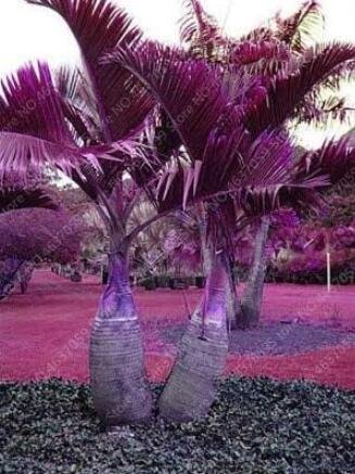 JMS Japan Bottle Palm Tree