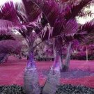 JMS Japan Bottle Palm Tree