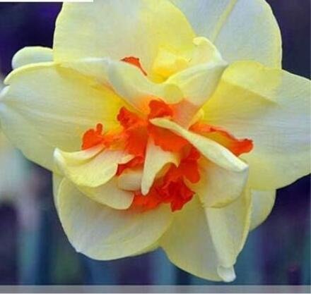 JMS Narcissus Flowers, Light Yellow & Orange Red