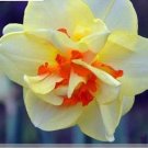 JMS Narcissus Flowers, Light Yellow & Orange Red