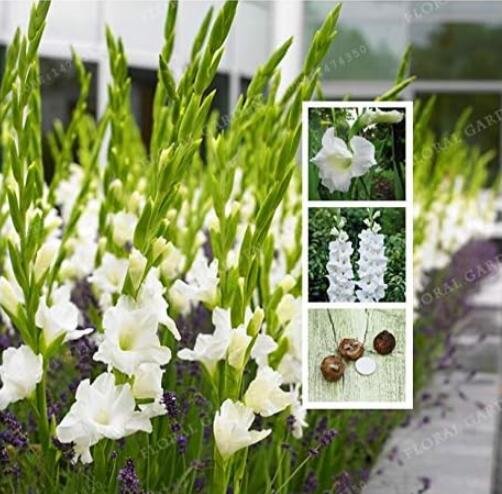 JMS White Gladiolus Bulbs