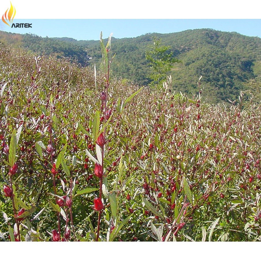 JMS  Chinese Hibiscus Sabdariffa Roselle Herbal Bonsai, Professional Pack, 20Pcs / Pack