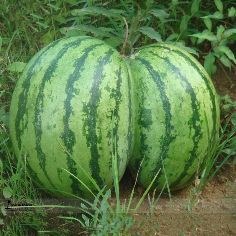 JMS Green Skin Red Sweet Watermelon 'Twins' Organic Seeds, 1 Professional Pack, 20 Seeds / Pack, Jui