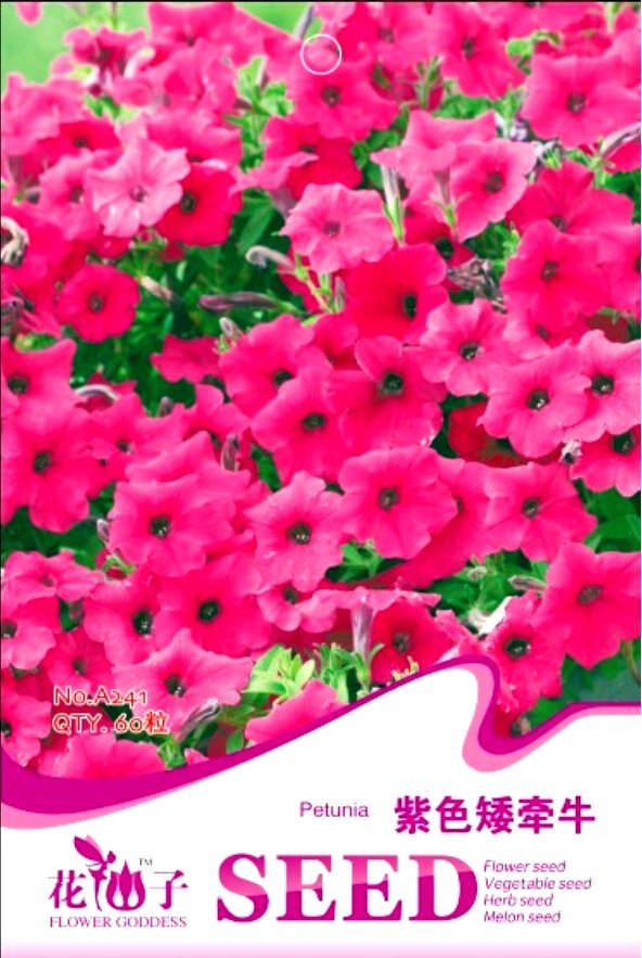 JMS Middle-Sized Rose Red Garden Petunia Annual Flower Seeds, Original Pack, 60 Seeds / Pack, Beauti