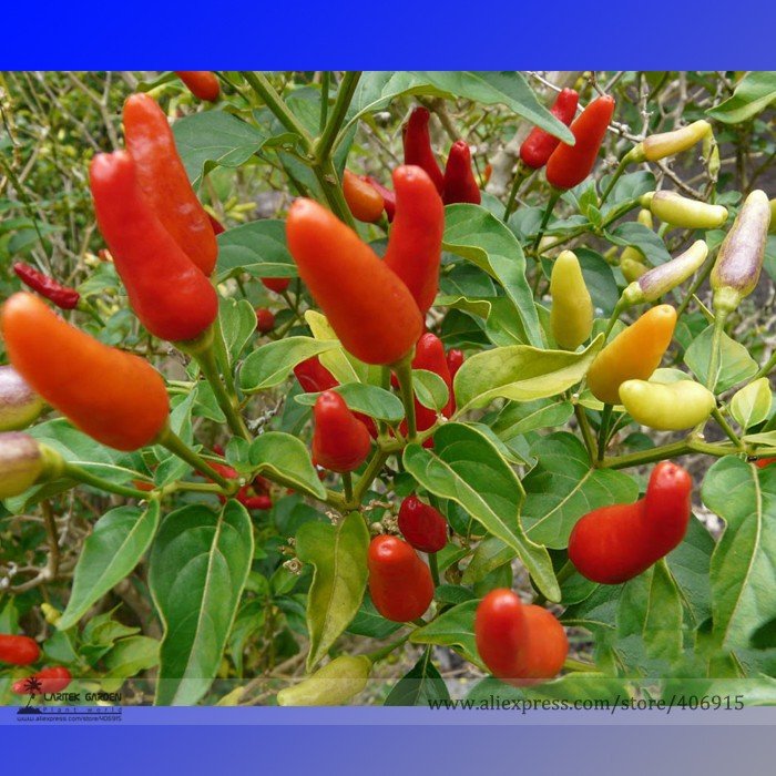 JMS Heirloom Hawaii Red Yellow Pod Chili Pepper Organic Seeds, Professional Pack, 50 Seeds / Pack, E