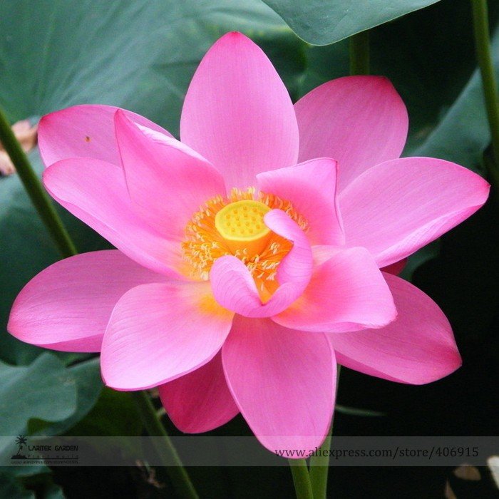 JMS Heirloom Red 'Peach Flower' Nelumbo Nucifera Lotus Seeds, Professional Pack, 1 Seed / Pack, Bons