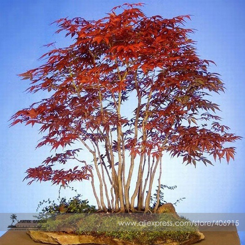 JMS Heirloom Chinese Xiangshan Red Maple Tree Bonsai Seeds, Professional  Pack, 20 Seeds / Pack, Orn