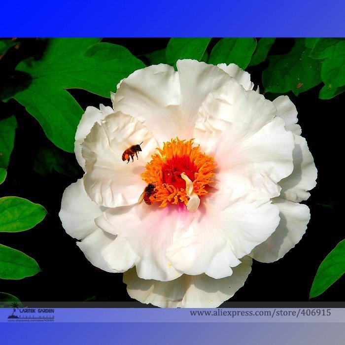 JMS Rare 'Fu Yin' White Pink Peony Seedling Flower Seeds, Professional Pack, 5 Seeds / Pack, Strong 