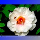 JMS Rare 'Fu Yin' White Pink Peony Seedling Flower Seeds, Professional Pack, 5 Seeds / Pack, Strong 