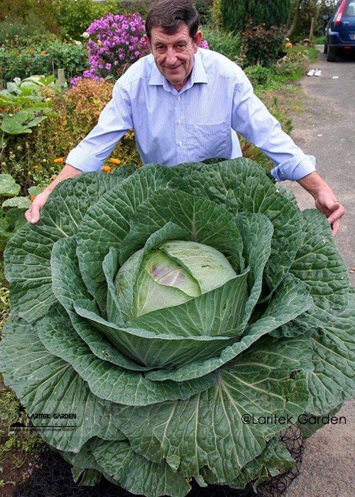 JMS Rare Giant Russian Cabbage Healing Medicinal Vitamin Seed, Professional Pack, 150 Seeds / Pack, 