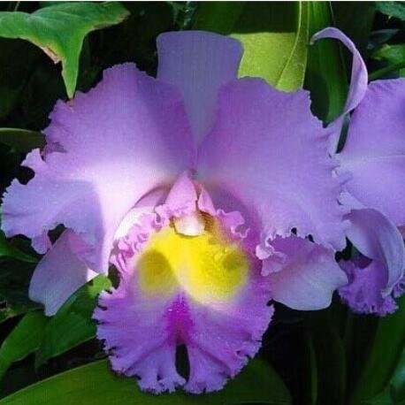 JMS Cattleya Hybrida Flower, Purple