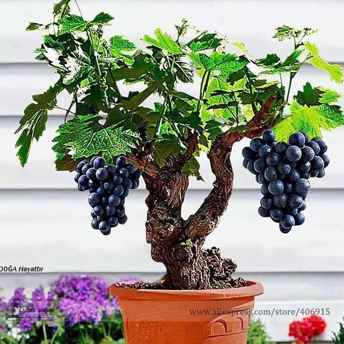 JMS Heirloom Xinjiang Sweet  Black Grape F1 Seeds, Professional Pack, 15 Seeds / Pack, Delicious Liv