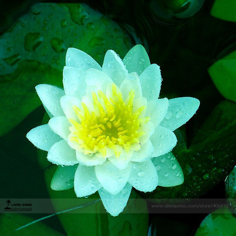 JMS 1 Professional Pack, 1 Seed / Pack, Nelumbo Nucifera Dark Blue Lotus Flowers New Variety #A00179